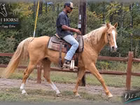 公马, Palomino — 照片 2