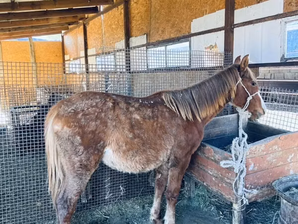 Cheval, Chevaux