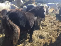 حصان, Gypsy horse — الصورة 3