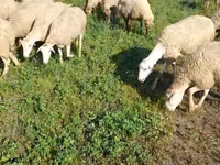 نعجة, Karabakh sheep — الصورة 3