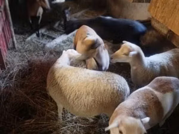Brebis, Cameroon sheep