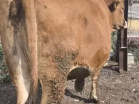 Vaca, Ganado vacuno — foto 7