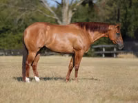 公马, Quarter Horse — 照片 1