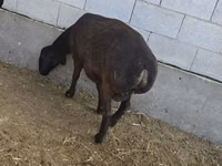 Oveja, Hissar sheep — foto 3