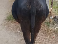 Vache, Russian Black pied cattle — photo 4