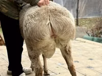 公羊, Sheep — 照片 4