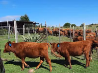 Kuh, Aberdeen-Angus — Foto 1