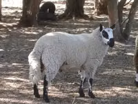 Widder, Cerry Hill sheep — Foto 2