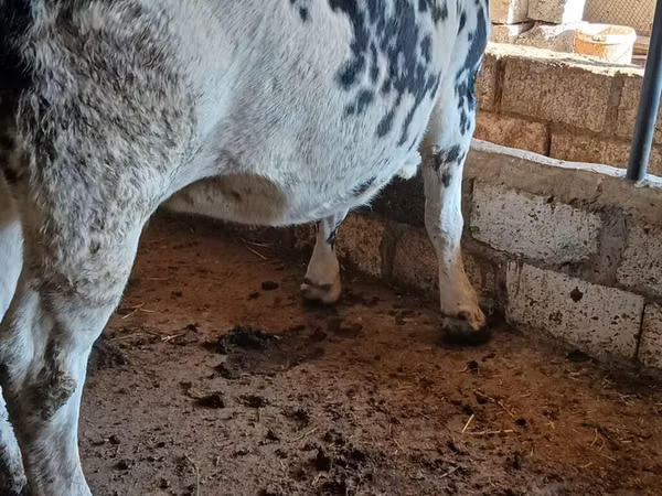 Vache, Race Holstein