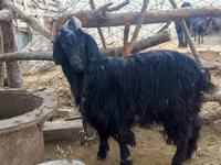 عنزة, Dagestan coarsewool goat — الصورة 4