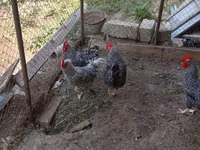 Slovenian Barred Hen — photo 2