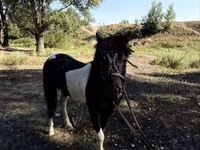 Pferde (Partie, Geschlecht nicht angegeben), American shetland pony — Foto 4