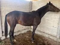 母马, Friesian sport horse — 照片 1
