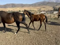 Cheval, Russian Don — photo 4