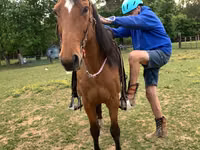 公马, Tennessee Walking Horse — 照片 5