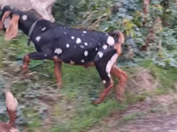 बकरा, Nubian Goat — फ़ोटो 3