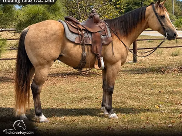Cheval, Quarter Horse
