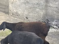 Bélier, Rhon sheep — photo 3