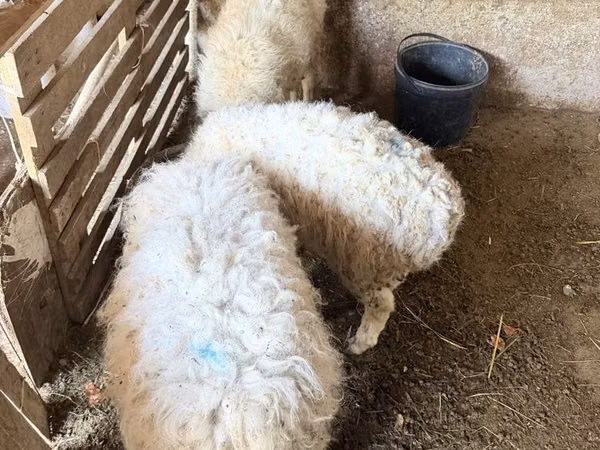 Bélier, Moutons