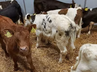 Bulle, Limousin-Kuh — Foto 1
