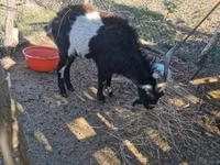 公山羊, Pomellata goat — 照片 2