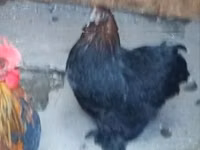Chickens — الصورة 1