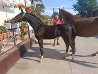Hengst, Dutch warmblood horse — Foto 3