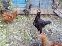 Chickens — फ़ोटो 2