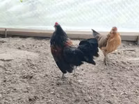 Czech Gold Brindled Hen — photo 5