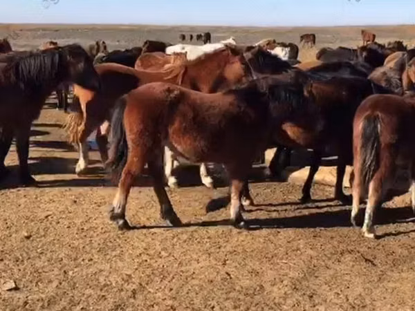 母马, Horse breed