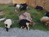 绵羊（批次，未指定性别）, Sheep — 照片 2