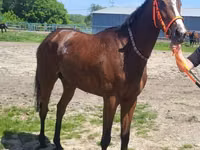 母马, Arabian horse — 照片 5