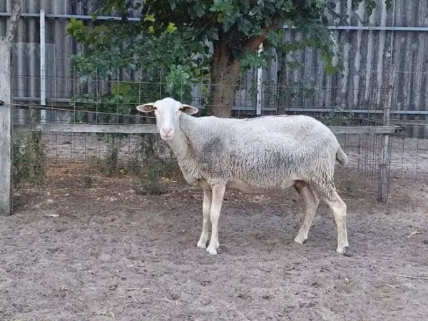 Schaf, Lacaune sheep