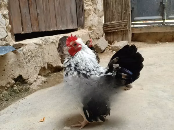 poules Shamo