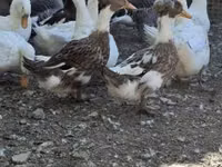 Ducks — फ़ोटो 2