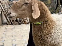 母羊, Awassi sheep — 照片 7