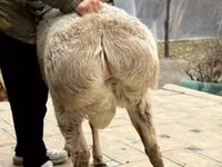 公羊, Sheep — 照片 5