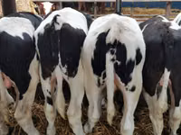 公牛, Red-spotted breed — 照片 7