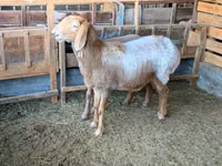 Schaf, Arashan sheep — Foto 4