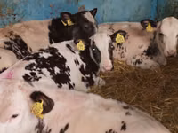 牛只（批次，未指定性别）, Simmental cattle — 照片 6