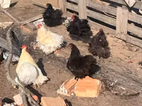 Pékin Bantam — photo 1
