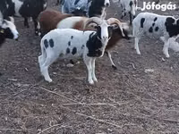 मेढ़ा, Jacob's sheep — फ़ोटो 2