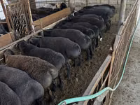 绵羊（批次，未指定性别）, Sheep — 照片 3