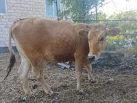 母牛, Caucasian Brown Cow — 照片 4