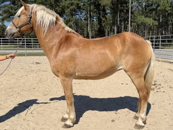 母马, Haflinger