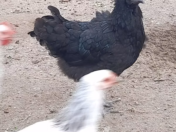 Gallo de pelea de fosa australiano