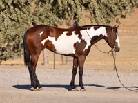 घोड़ी, National Show Horse — फ़ोटो 2