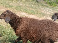 绵羊（批次，未指定性别）, Jaidara sheep — 照片 4