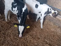 Bulle, Russian Black pied cattle — Foto 1