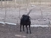 公羊, Shetland sheep — 照片 5